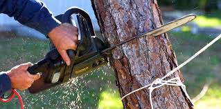 How Our Tree Care Process Works  in  Cascade Valley, WA