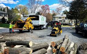 Trusted Cascade Valley, WA Tree Care Experts