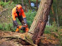 Best Seasonal Cleanup (Spring/Fall)  in Cascade Valley, WA
