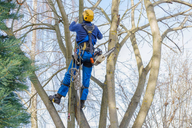 Best Lawn Pest Prevention  in Cascade Valley, WA