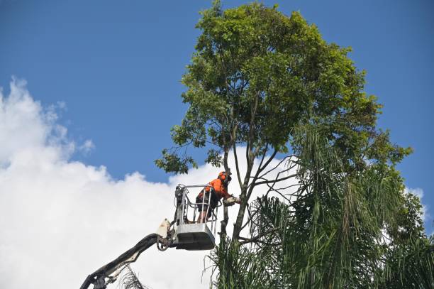 Mulching Services in Cascade Valley, WA