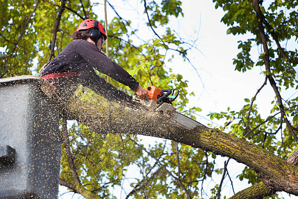 Best Arborist Consultation Services  in Cascade Valley, WA