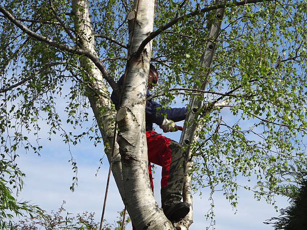 Best Lawn Pest Prevention  in Cascade Valley, WA