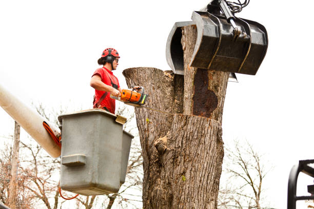 Best Fruit Tree Pruning  in Cascade Valley, WA